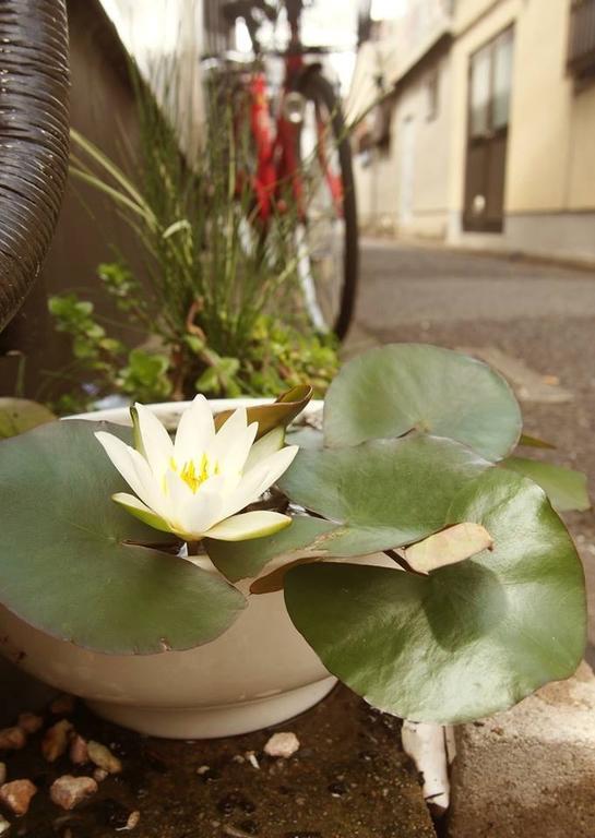 Love Kyoto Kyoenkan Bilik gambar